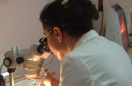 Laboratuvarda böcek üretilecek