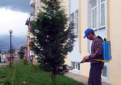 Site sakinleri keneye önlem aldı