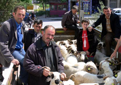 Yetiştiriciye damızlık koç desteği verildi