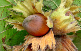 İlk sırada fındık geliyor