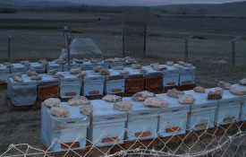 Çiftçiler arıcılığa yönlendirildi