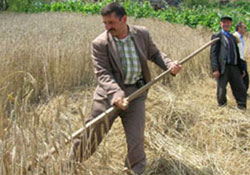 Hububat alım fiyatları açıklandı