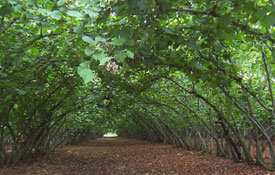 Fındık 52 dekar ile birinci sırada