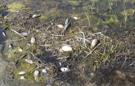 Kızılırmak Deltasında göller temizlenmeyi bekliyor