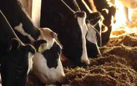 Hayvancılık desteklenecek