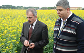 Yağ açığına Kolza çözüm olacak