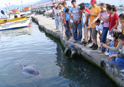 Yaralı Yunus'a yardım eli