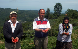 Çilek üreticileri destek istiyor