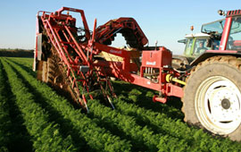 En fazla istihdam tarımda