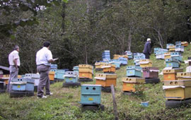 Gezginci arıcılara izin yok