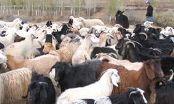 Hayvancılık desteklenecek
