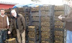 Ordu, kivi üretiminde iyi gidiyor