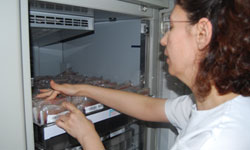 Kızılayın çalışmaları...