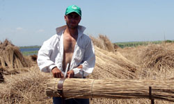 Sazlar, Avrupa'ya ...