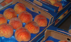 Misket ve şeftali...