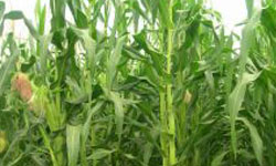 Susuzluğa dayanıklı...