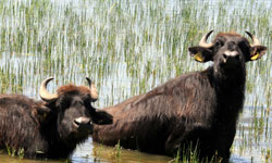 Deltanın varlığını ...