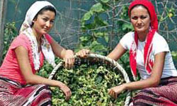 Fındık rekoltesi...