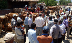 Hayvan üreticileri...