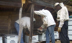 Arı kovanı dağıtıldı