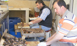 İskorpit, balıkçıların...