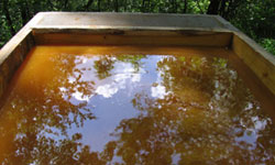 Bu yıl Ballı olacak