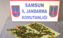 Uyuşturucuya operasyon