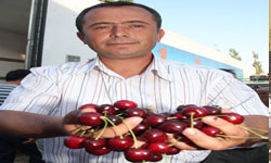 Kiraz, köyün kaderini...