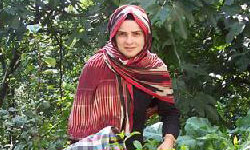 Kivi bahçelerinde...