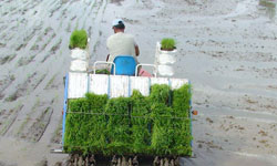 Makine ile fide dikiminde...