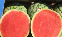 Karpuzda hasada, komite...