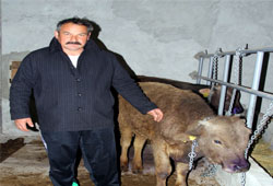 Besiciye şarbonlu hayvan dağıttılar