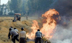 Anız yakma, toprağı ...