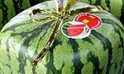 Genetiği değişmiş tohum ...