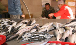 Balık fiyatları