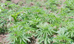 Hint keneviri yetiştiren