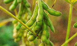 Üstün 1in üretim izni alındı