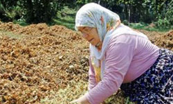 Fındık stratejisi uygulanamaz