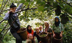 Fındık stratejisi ...