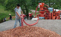 82 Bin hektar fındık ...