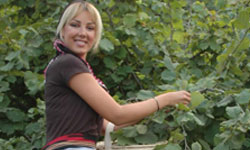 Fındık üretimi 2012de ...