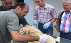 Hayvana şiddet artıyor