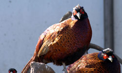 Doğaya 19 bin Sülün...