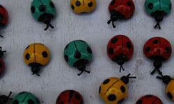 Uğur böcekleri ilgi odağı oldu