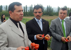 Sanayi domatesi...