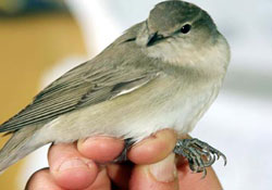 Halkalama çalışmaları...