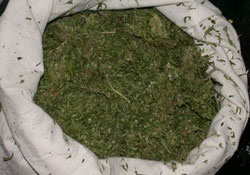 Uyuşturucuya operasyon