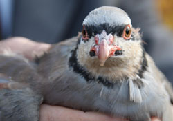 On Bin keklik doğaya bırakılacak