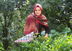 Çayın tadı kaçıyor