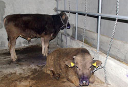 Çınarlık'a karantina